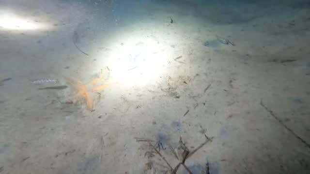 Discover the Hidden Starfish Beneath the Sand! Discover the Hidden Starfish Beneath the Sand!