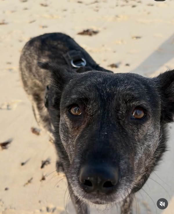 Lost dog in Corralejo near Mercadona, call for info. Lost dog in Corralejo near Mercadona, call for info.