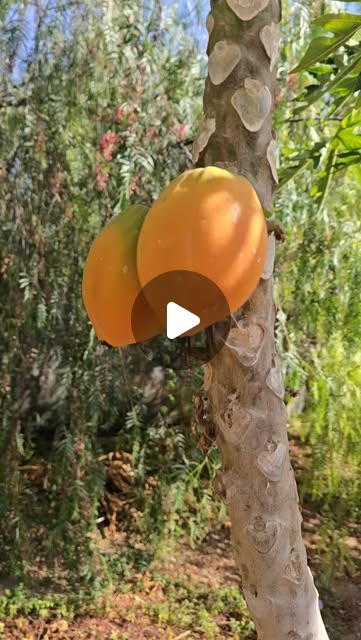 Discover Fuerteventura: Insider Secrets at Finca Soliviento