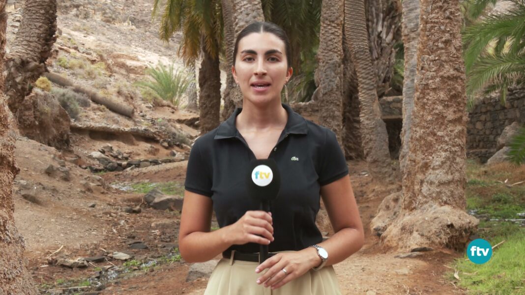 Rescue of Canary Palm Groves Reported from Fuerteventura Rescue of Canary Palm Groves Reported from Fuerteventura