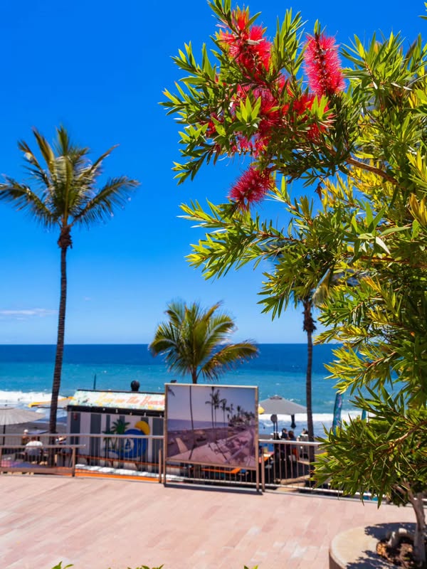 Elevate Your Mondays: Explore La Palma’s Serene Coastal Bliss Elevate Your Mondays: Explore La Palma’s Serene Coastal Bliss